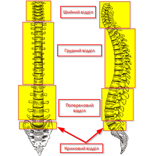 Відділи хребта з крижовим відділом